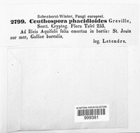 Phacidium lauri image